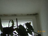 Schimmelbildung in der Fensterlaibung durch falsche bzw. ungenügende Lüftung